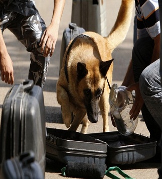 A trained sniffer dog detects a bomb inside a bag as part of its training during a certification ceremony for Internal Security Forces members in Beirut